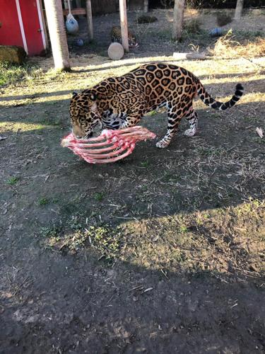 Texas Zoo animals eat local meats | Zz Styles 