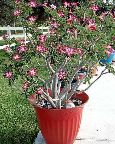 Master Gardener: Tips on plant care for desert rose and air plants – Press  Enterprise
