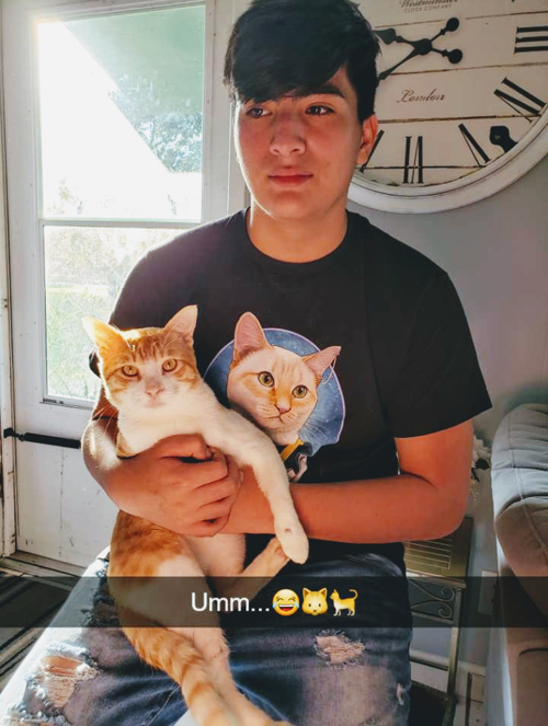 Cat selfies: A&B