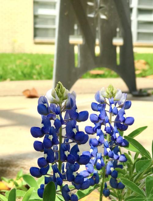 Wildflowers 2021: Bluebonnets at the Mother House Convent