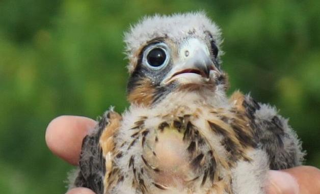 Biologists band endangered falcons