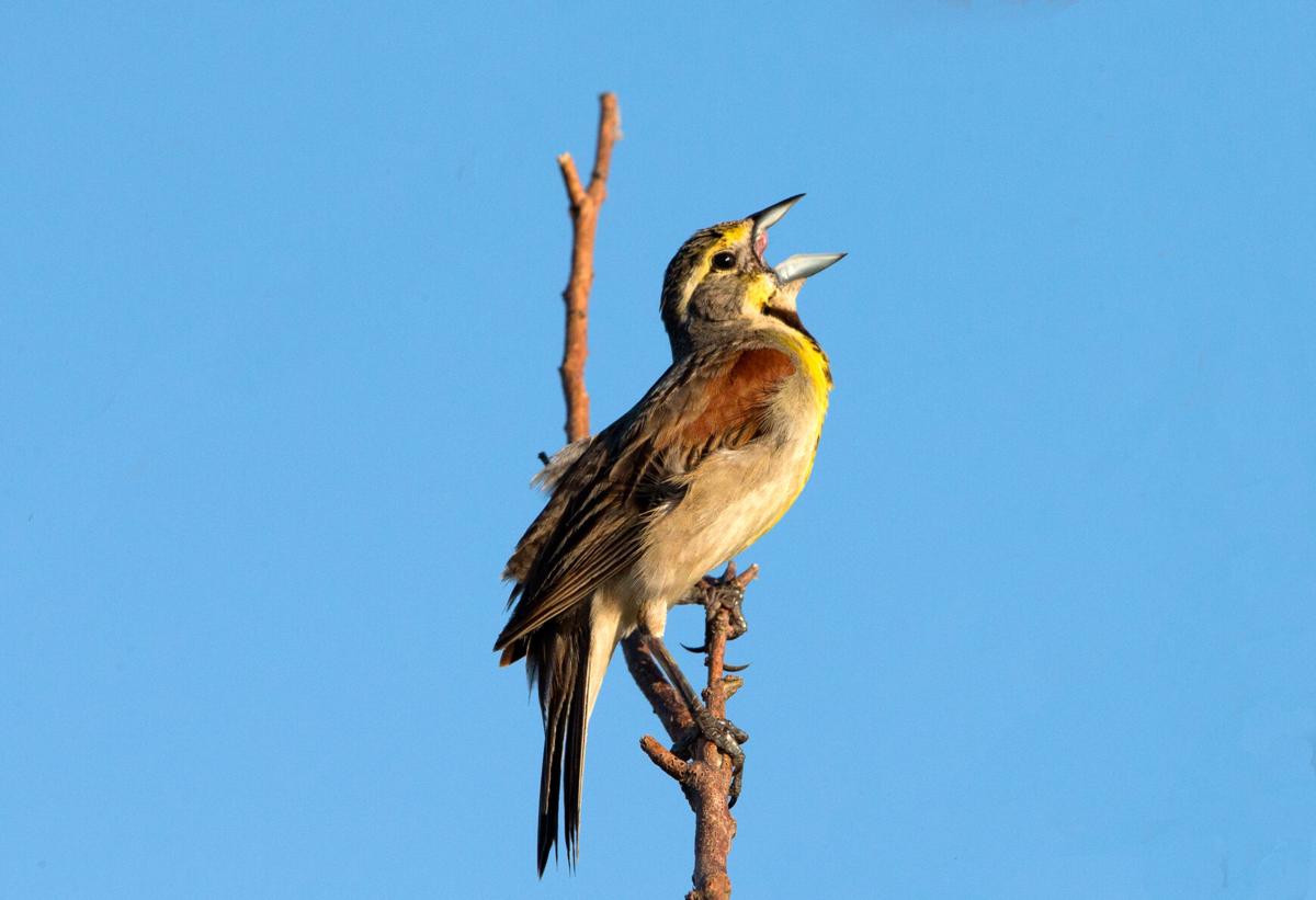 Nature Notes The Science And Beauty Of Bird Sounds Local News Victoriaadvocate Com
