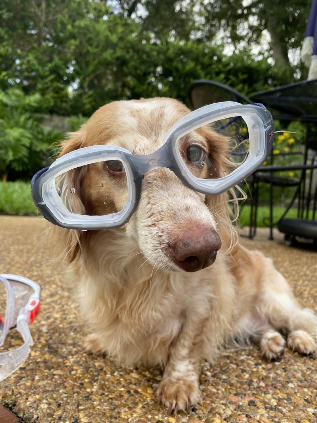 Cool Animals Features Victoriaadvocate Com Cool Animals Features Victoriaadvocate Com
