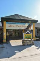 Miller Park Zoo to reopen Friday