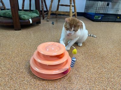 Bloomington cat café opens for business, pet fostering