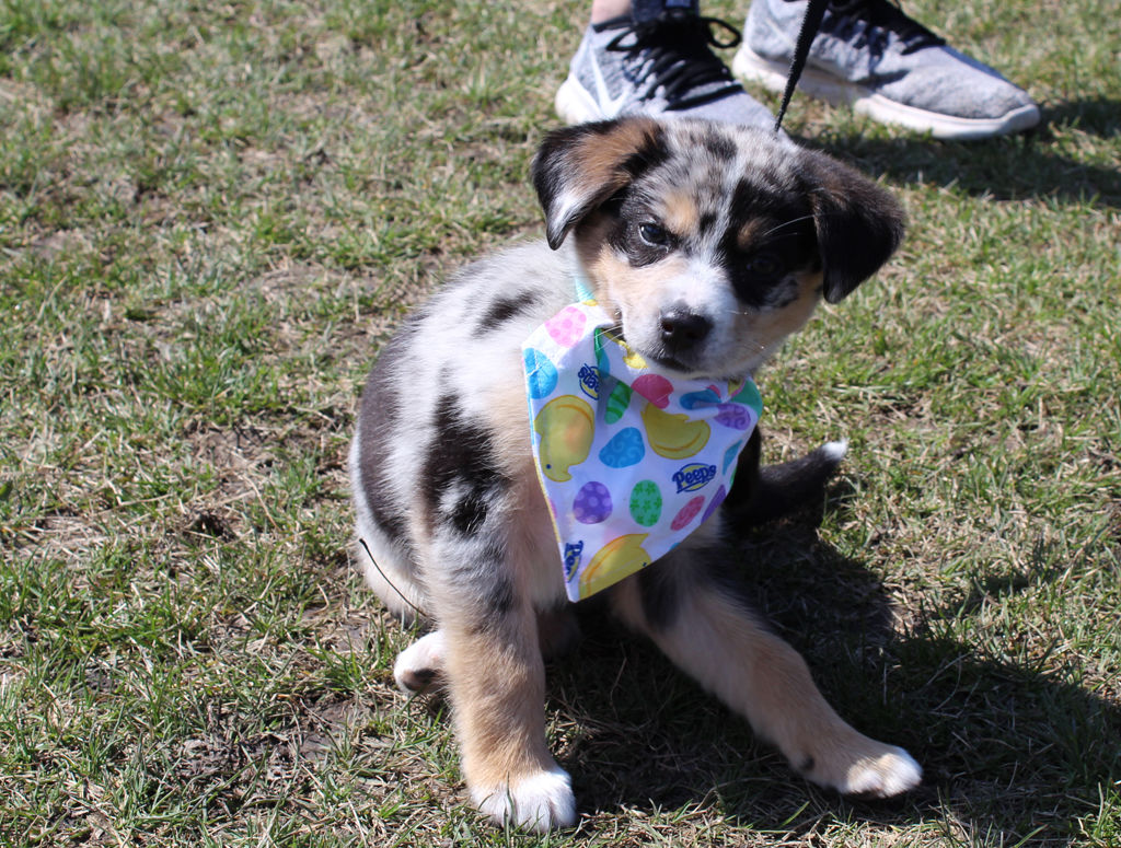 easter egg hunt for dogs near me