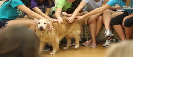 PAWSitively Stress Free returns to relieve stress during finals - Vimarsana News