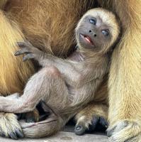Brevard Zoo Welcomes Howler Monkey Infant