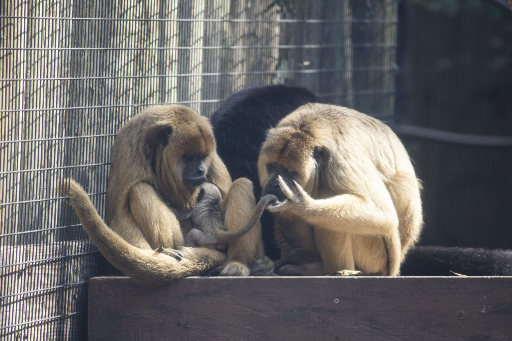 Brevard Zoo Welcomes Howler Monkey Infant | Viera Today | Vieravoice.com