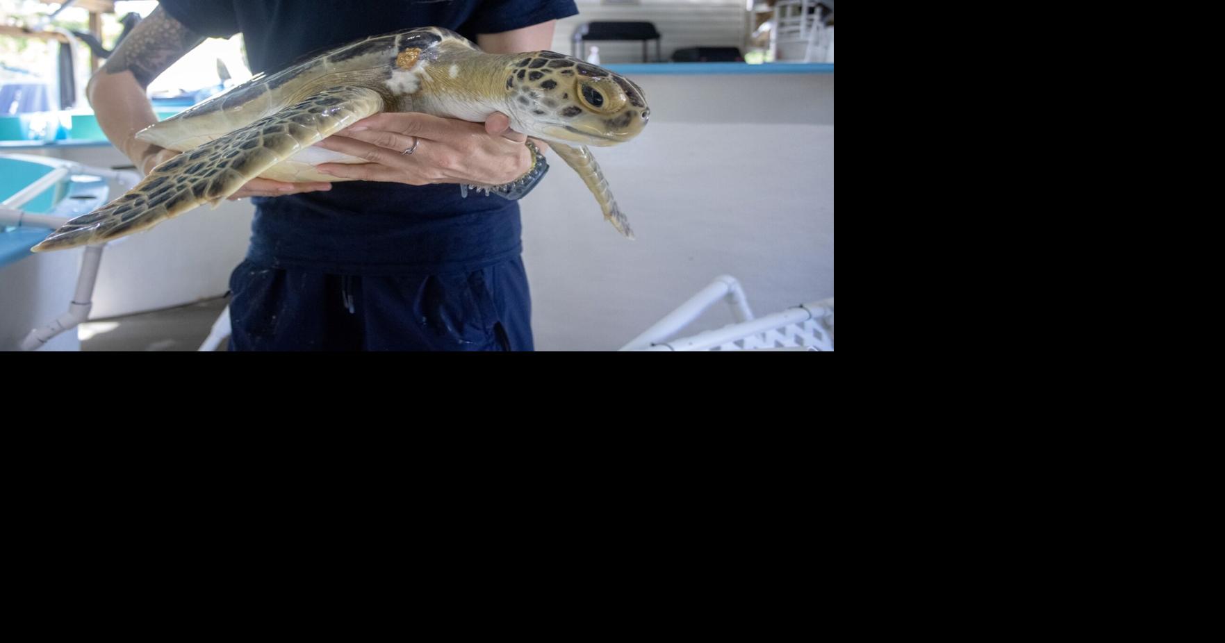 Releasing Green Sea Turtle Roadhouse Calendar vieravoice com