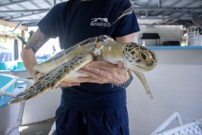 Releasing Green Sea Turtle Roadhouse Calendar vieravoice com