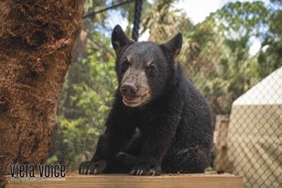 5 Month Old Florida Black Bear Cub Recovers At Brevard Zoo Community Vieravoice Com