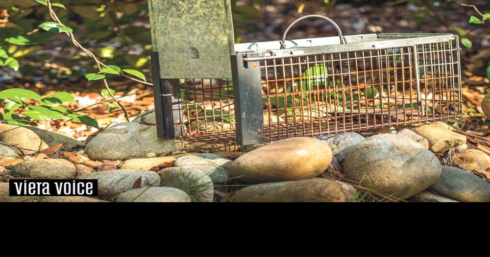 Trapping animals is a long-lived tradition that's still relevant
