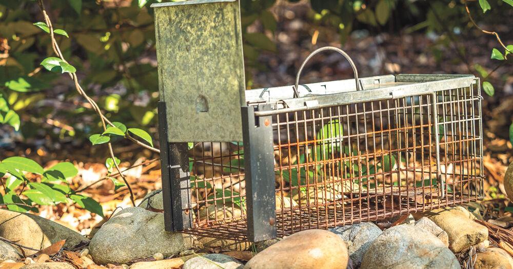 Trapping animals is a long-lived tradition that's still relevant today, Community