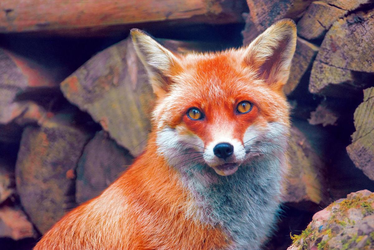 Red Fox Thrives In Florida With Athleticism Intelligence Columnists Vieravoice Com Red Fox Thrives In Florida With Athleticism Intelligence Columnists Vieravoice Com