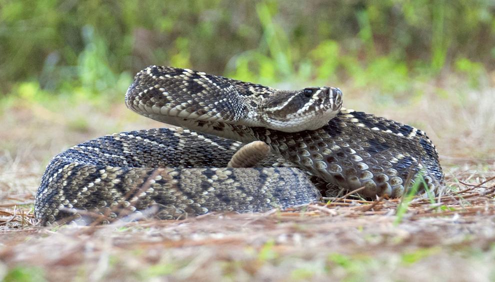 Feared rattlesnake serves useful purpose in Florida | Community