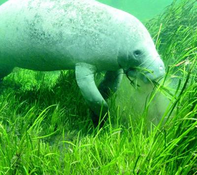 manatee