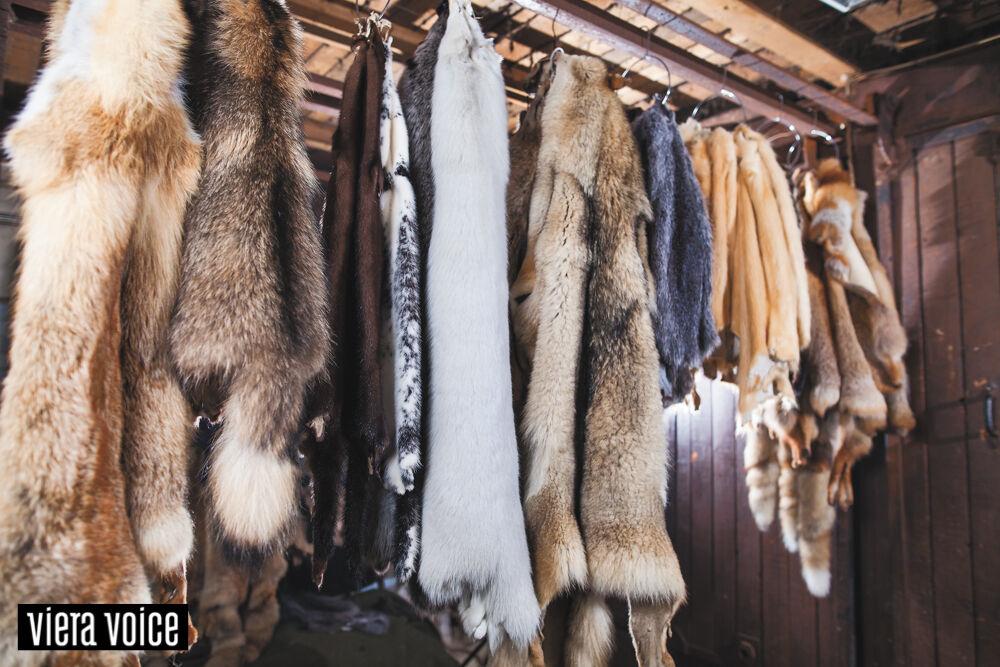 Animal skin harvesting has evolved from 5,000 B.C. to today