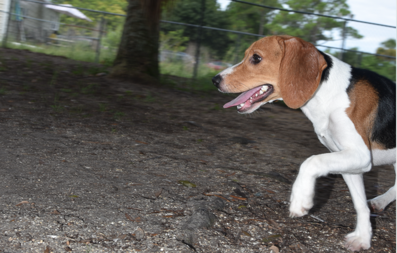 beagles arrive in Brevard County Florida
