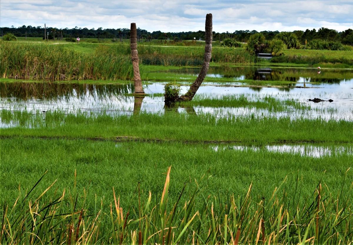 Viera Wetlands Walk Calendar