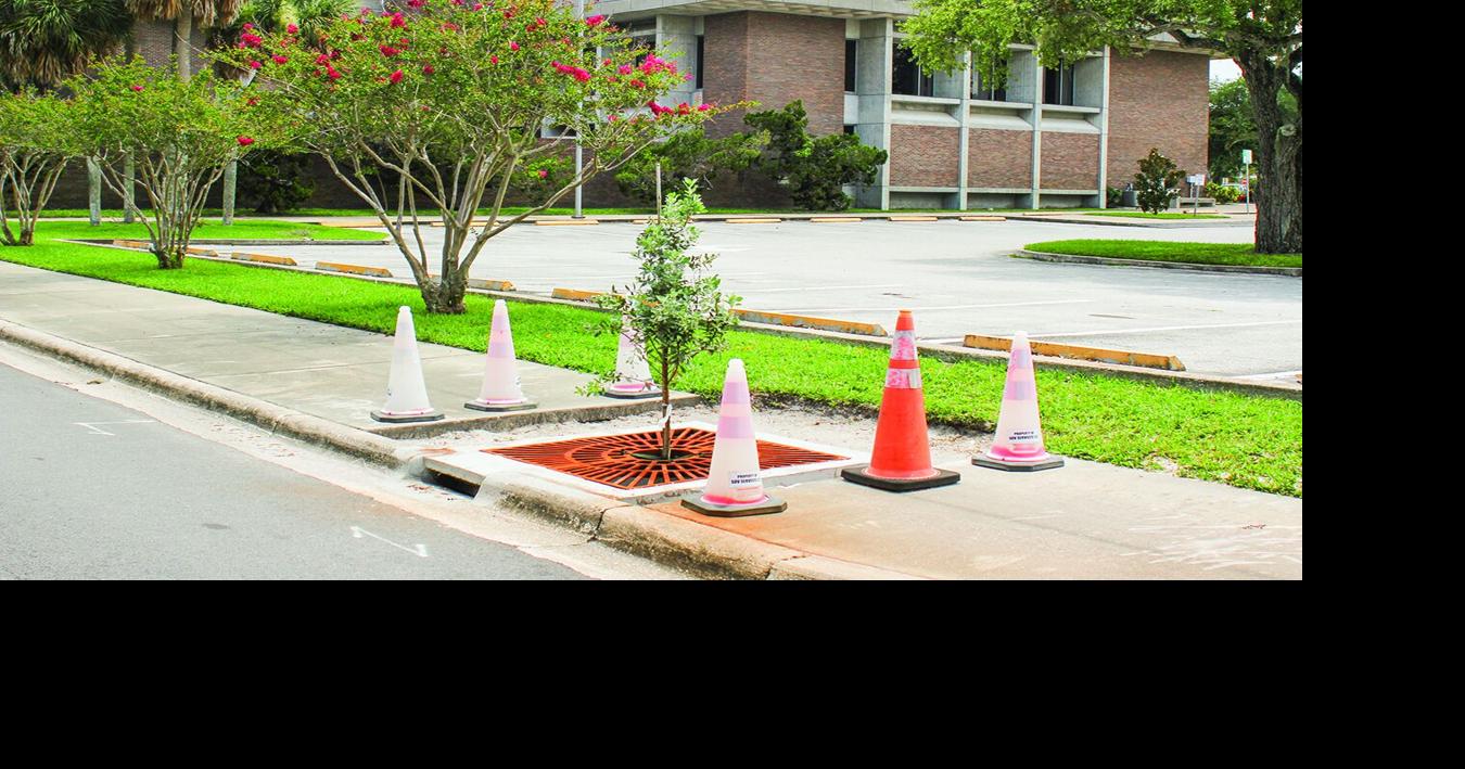 Tree boxes help prevent contaminants from reaching the Lagoon | News ...