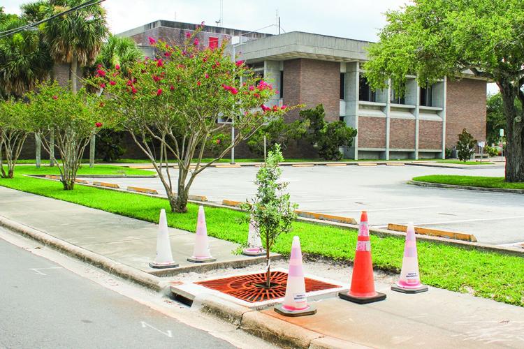 Tree boxes help prevent contaminants from reaching the Lagoon | News ...