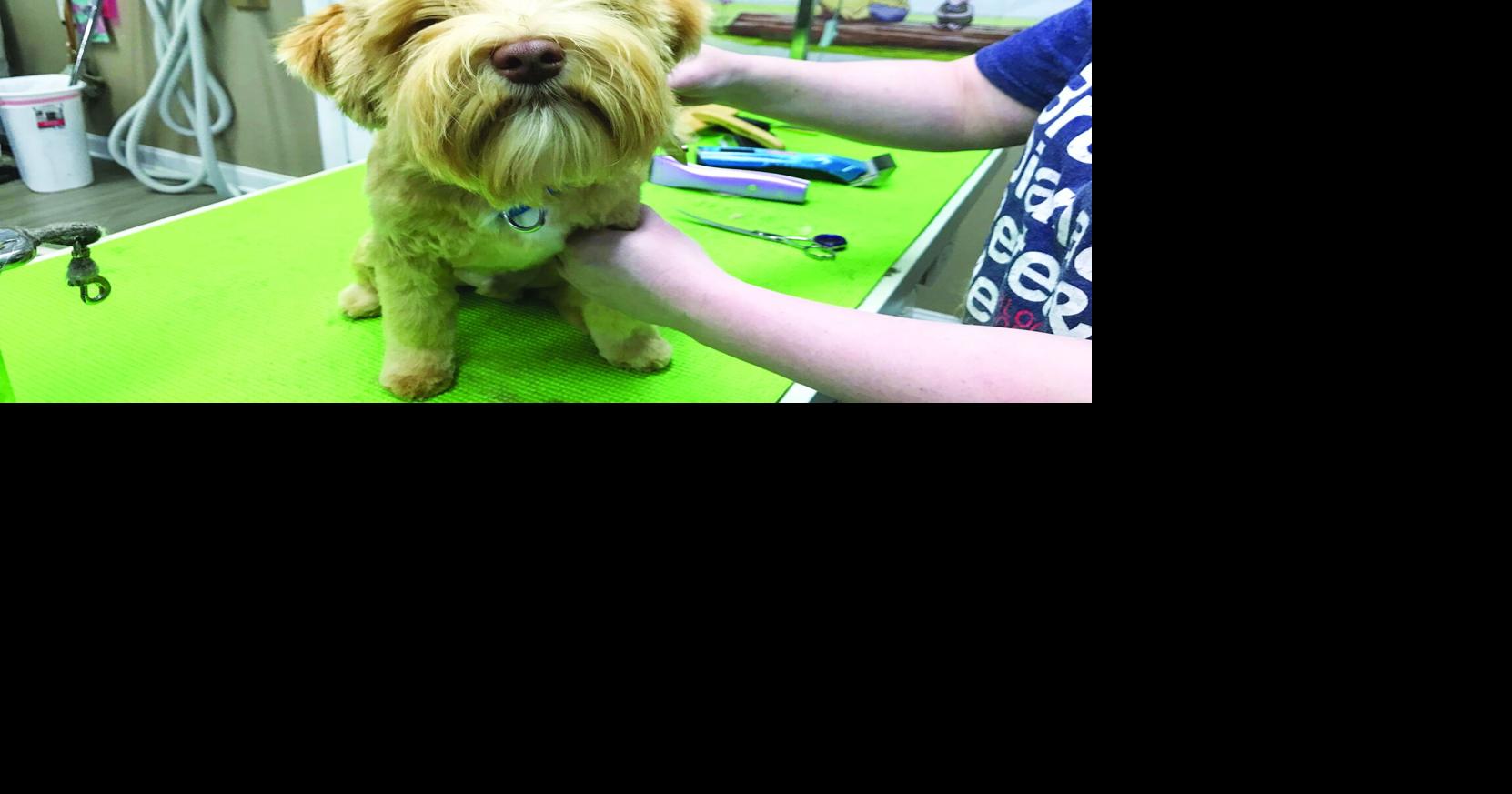 New owners continue tradition of A Perfect Pet