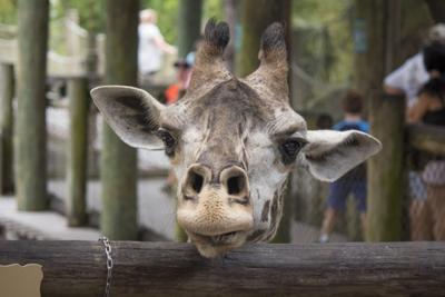 Brevard Zoo ‘heartbroken’ after giraffe matriarch’s death
