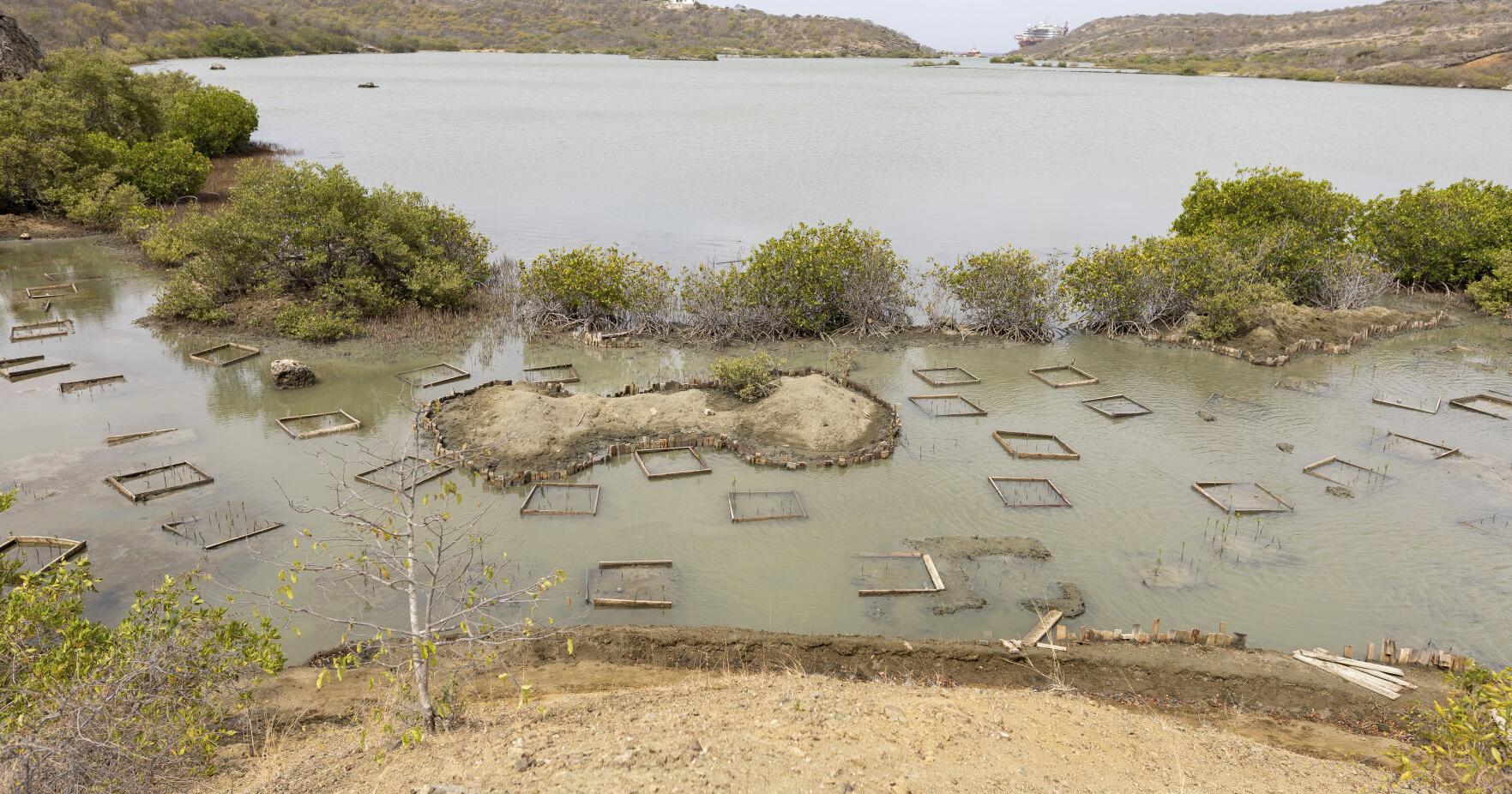 Watery, Peaceful, Wild: The Call of the Mangroves - Vimarsana News