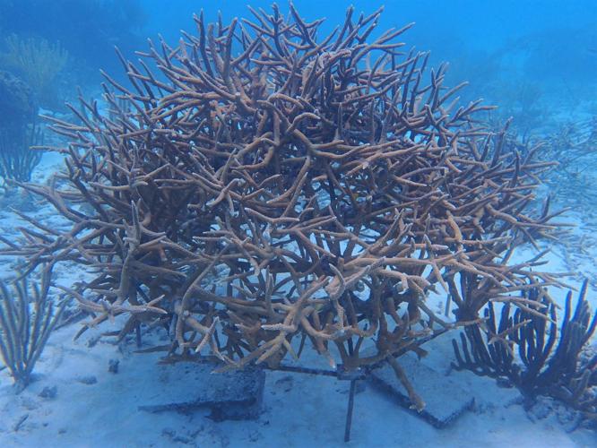 Staghorn Coral - Messages From The Wild
