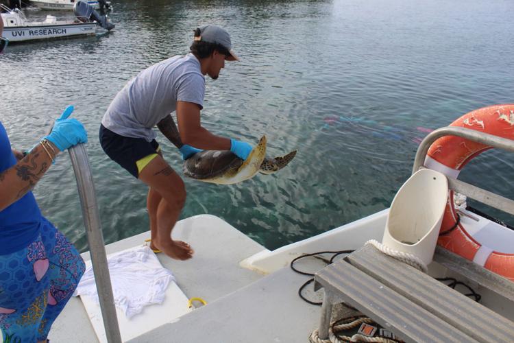 Injured sea turtle released back into the wild after help from network ...