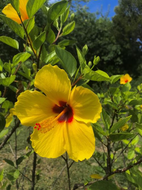 Hibiscus in bloom