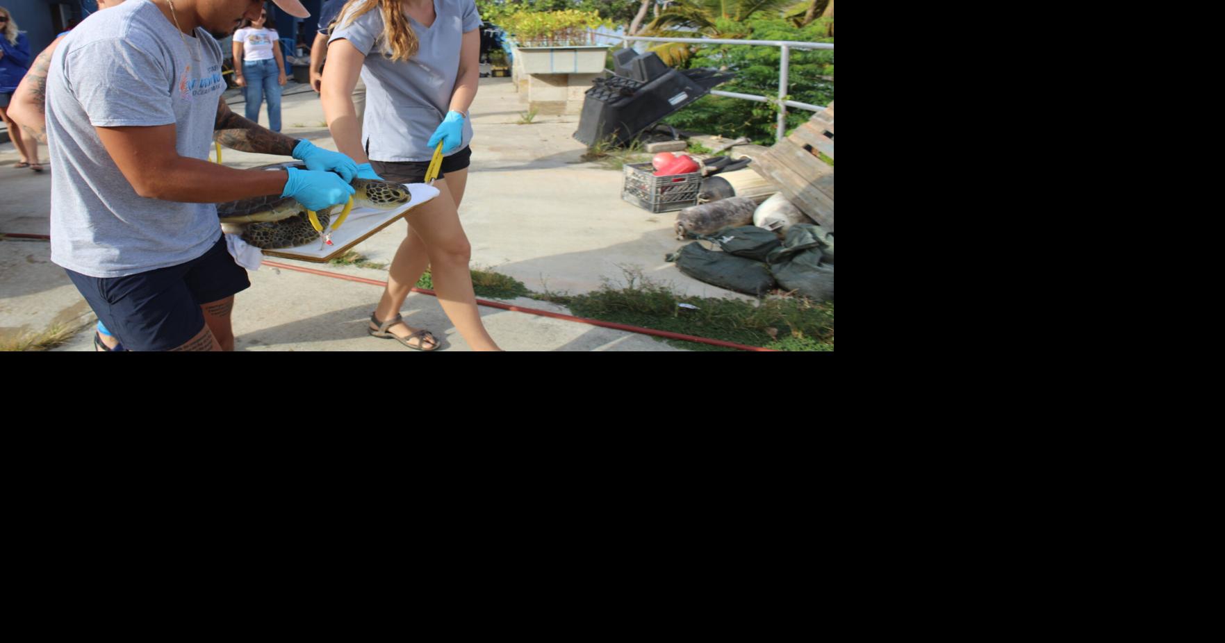 Injured sea turtle released back into the wild after help from network ...