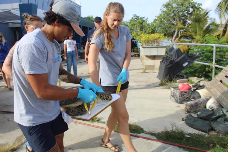 Injured sea turtle released back into the wild after help from network ...
