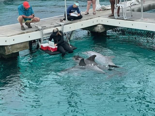 The Vegas Dolphin Death Pool