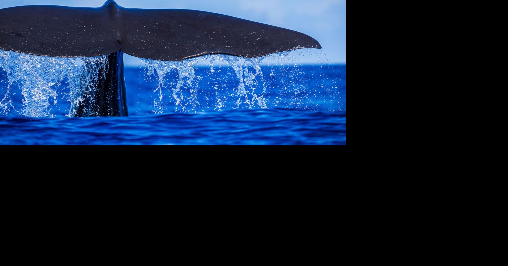 Beyond the Reef research shows increased whale migration in BVI waters