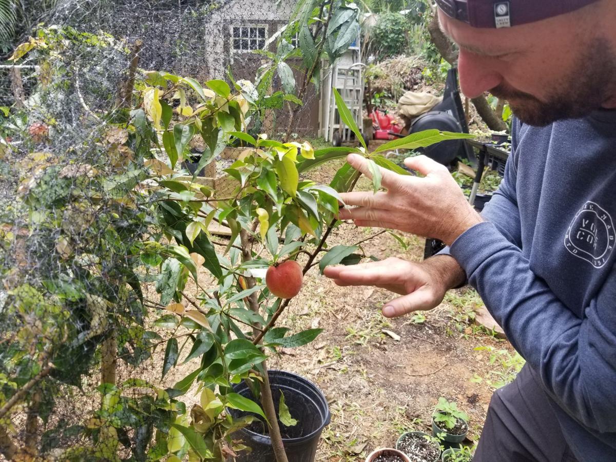 Backyard gardener creates 'Frankenstein garden' on top of Crown Mountain |  Online Features | virginislandsdailynews.com