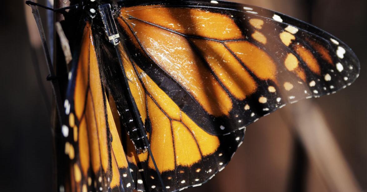 MONARCH BUTTERFLY TRACKING 1 | | virginislandsdailynews.com