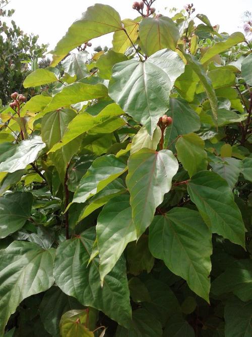 plant