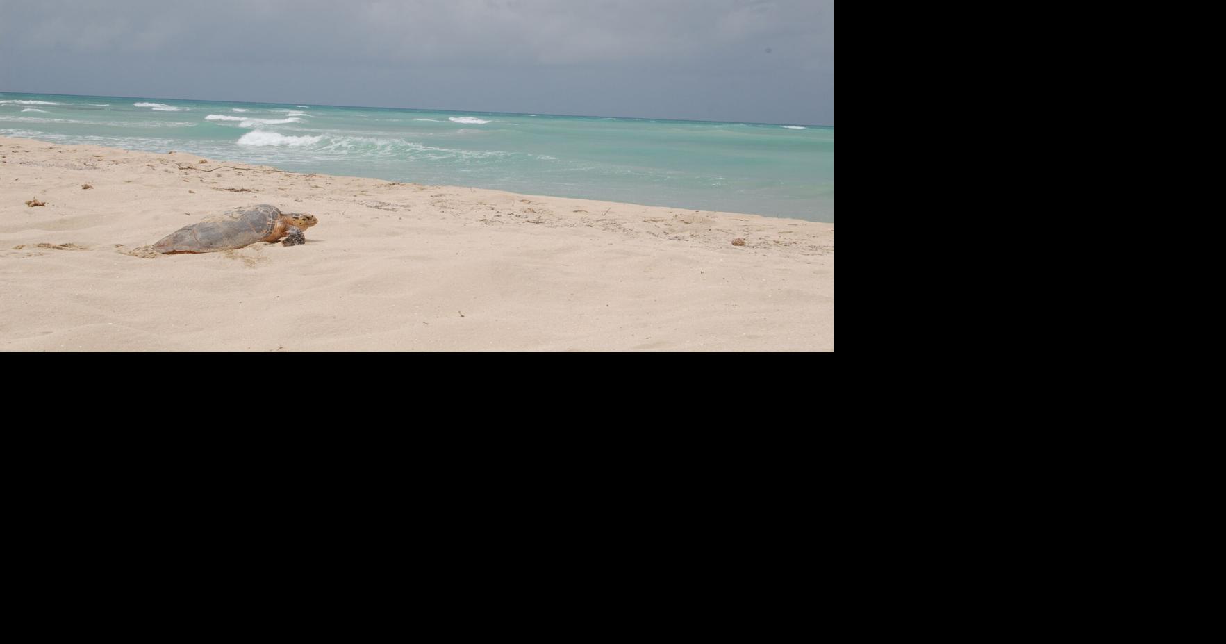 Hawksbill sea turtle killed by vehicle on St. Croix | News ...