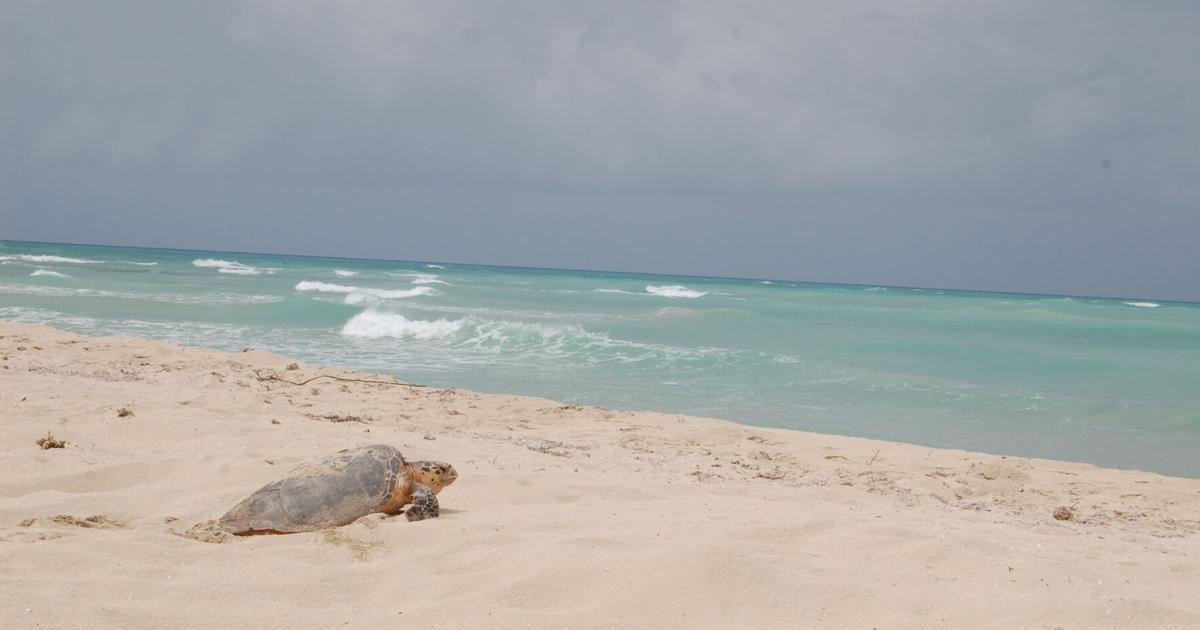 Killed Turtle Hawksbill sea turtle killed by vehicle on St. Croix | News ...