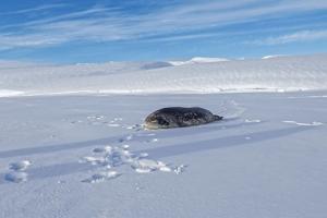 Antarctica’s Best Ocean Explorers Have Whiskers and Love to Lounge
