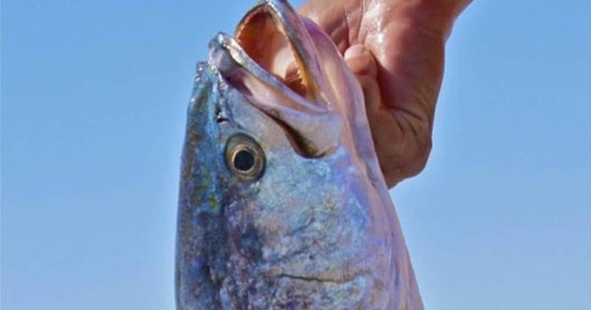 Murmur Fish Biologists record the machine-gun sound of the loudest known fish | Ap ...