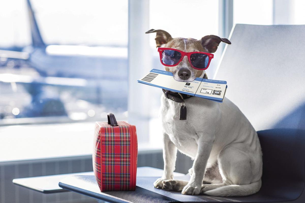 Flying With Emotional Support Animals The Ups And Downs Of Life