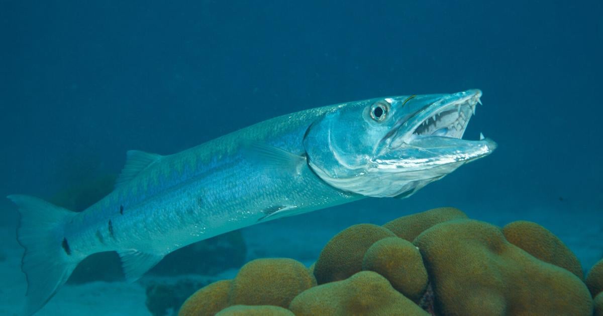 Could dying reefs fuel ciguatera poisoning?