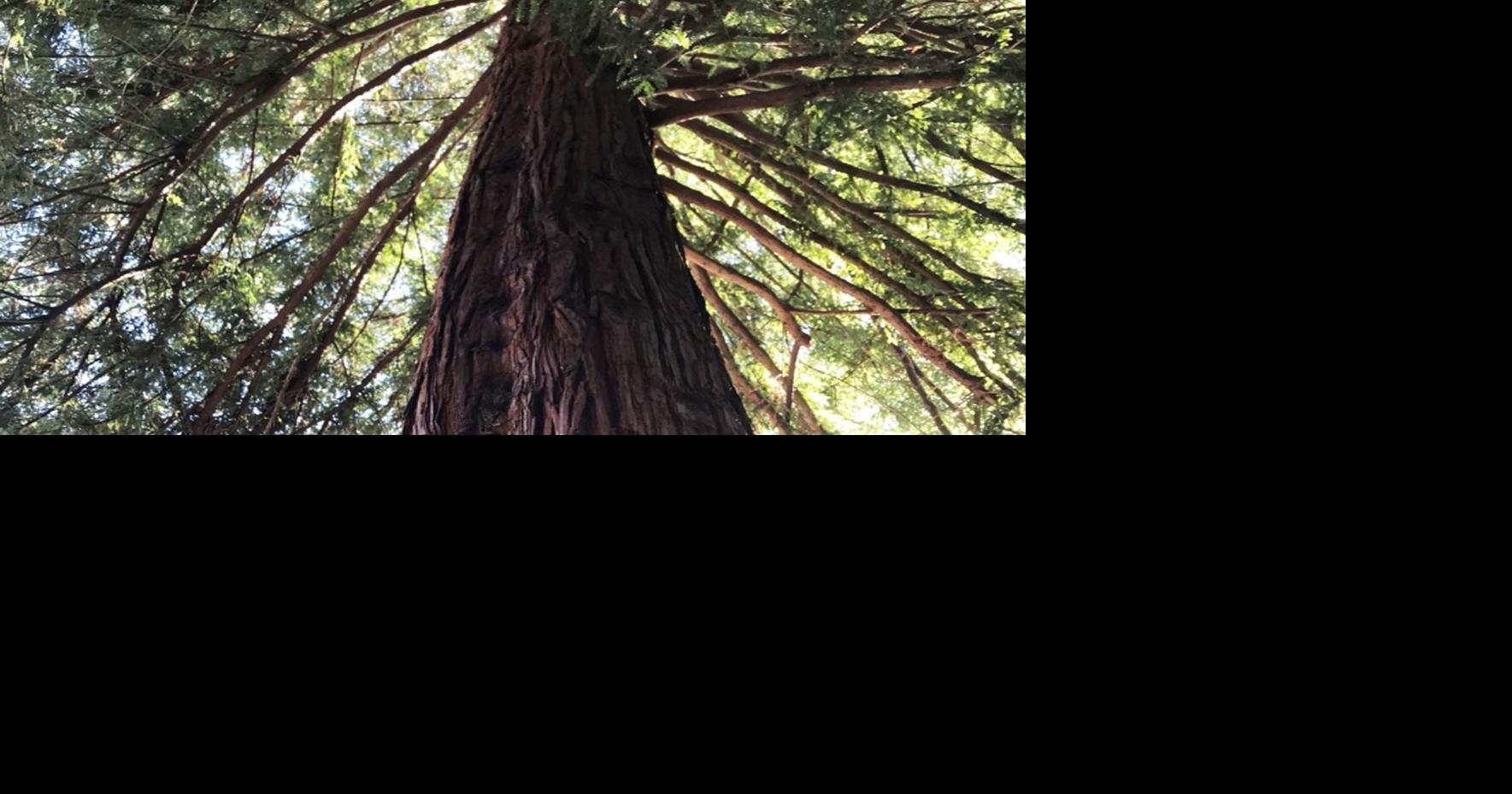 Where to find California's moon trees | Print Only ...