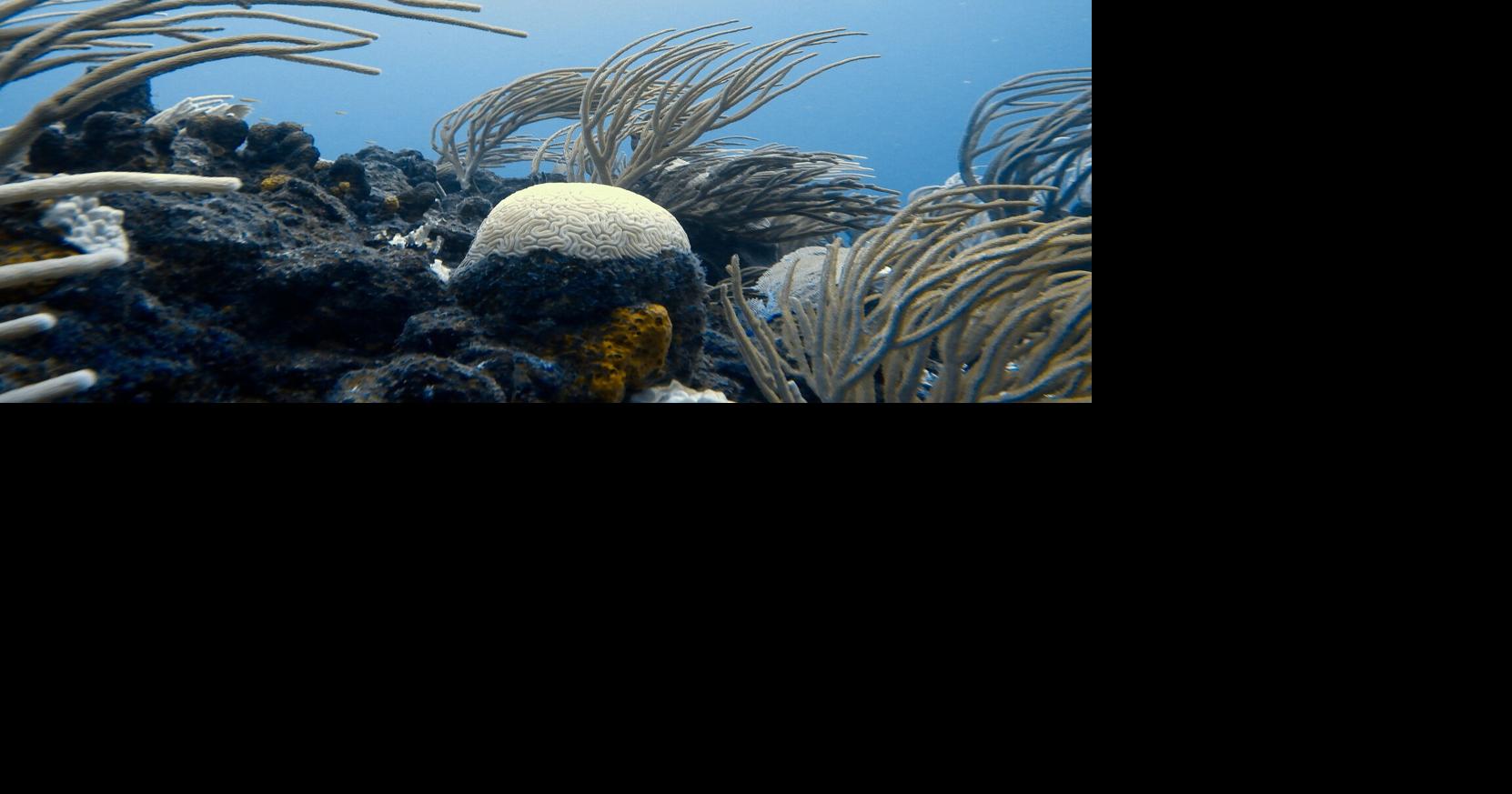 Caribbean Corals: Bleaching ravages a region built on reefs as aid falls short