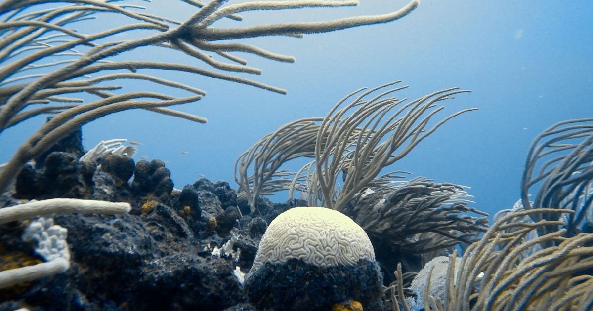 Caribbean Corals: Bleaching ravages a region built on reefs as aid falls short