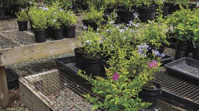 plant sale