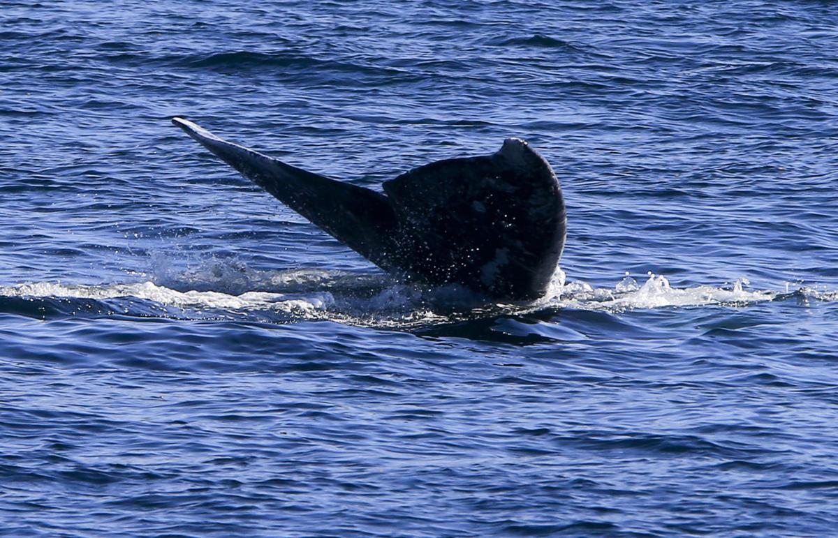 Why the biggest animals in the ocean are more likely to go extinct | Ap |  